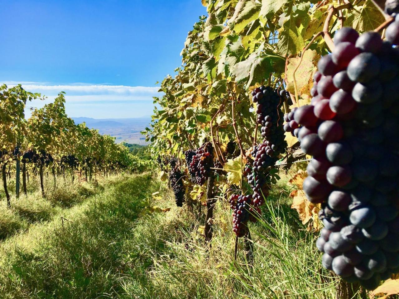 Valdonica Winery Fine Dine & Wine Vakantieboerderij